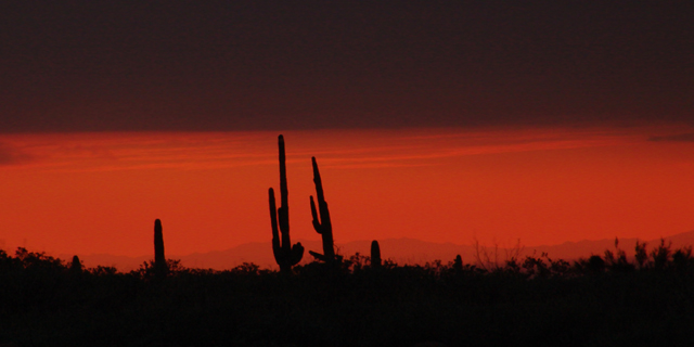 saguarosunset04web